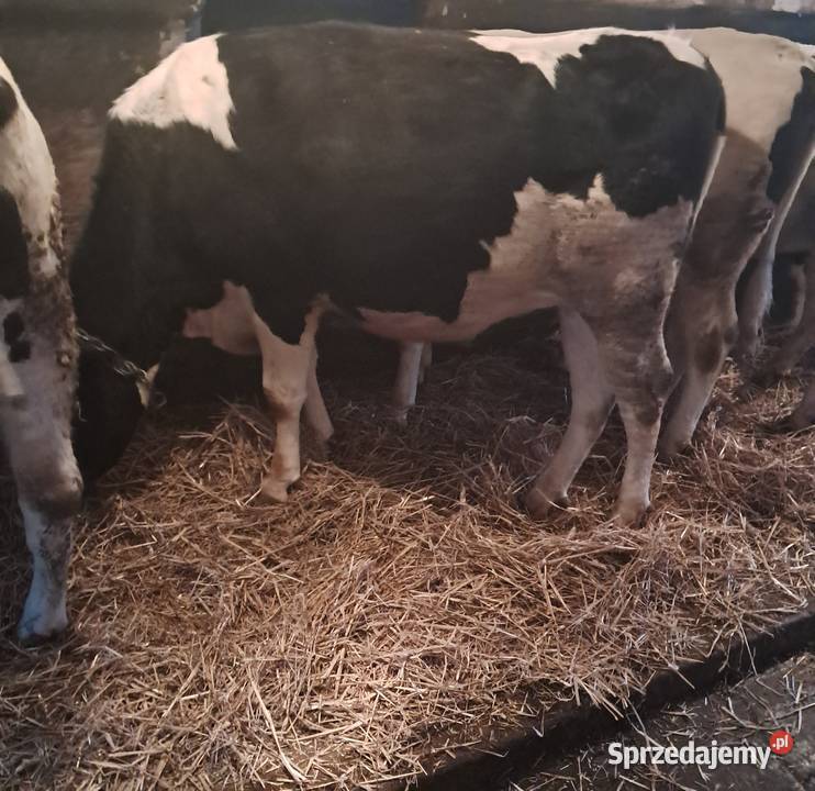 Sprzedam jałówki cielne Rolnictwo Pępowo