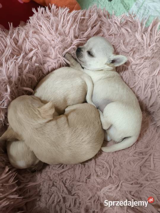 SUCZKA Championach rodowód FCI Wwy mazowieckie Duży Dół