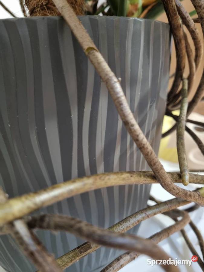 Monstera Deliciosa dziurawa z donicą 1OO lubelskie Lublin