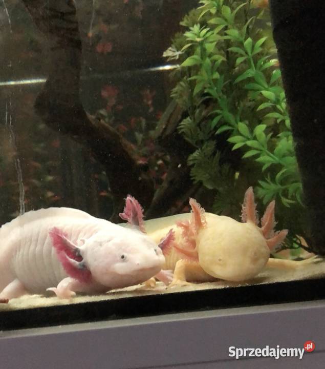 Aksolotle Ambystoma meksykańska Zabraniec sprzedam