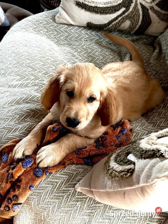 Złoty Golden Retriever Dąbrowa Tarnowska