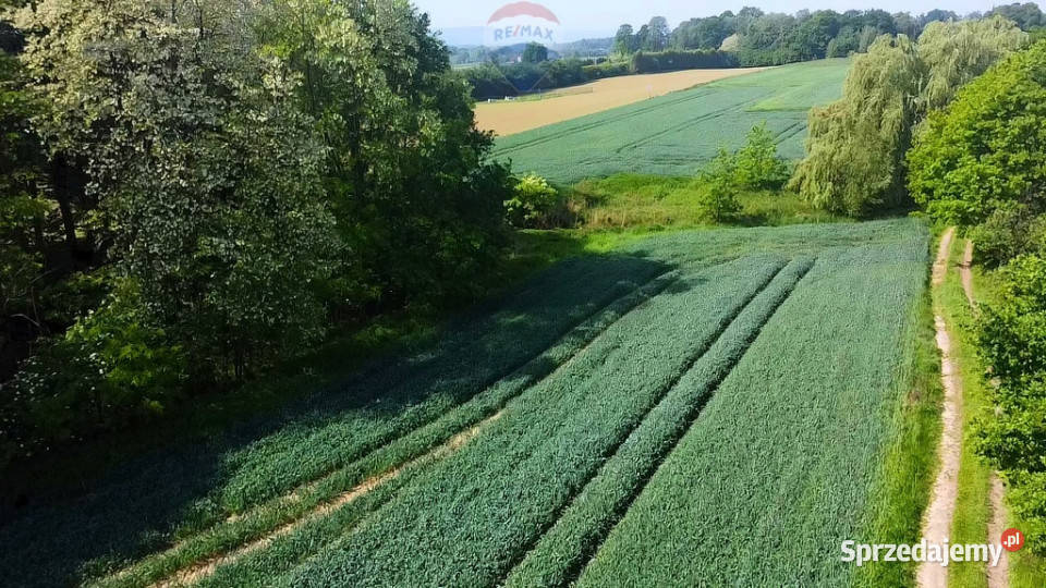 Działka z lasem i widokiem na góry 4 ha Gierałtowice