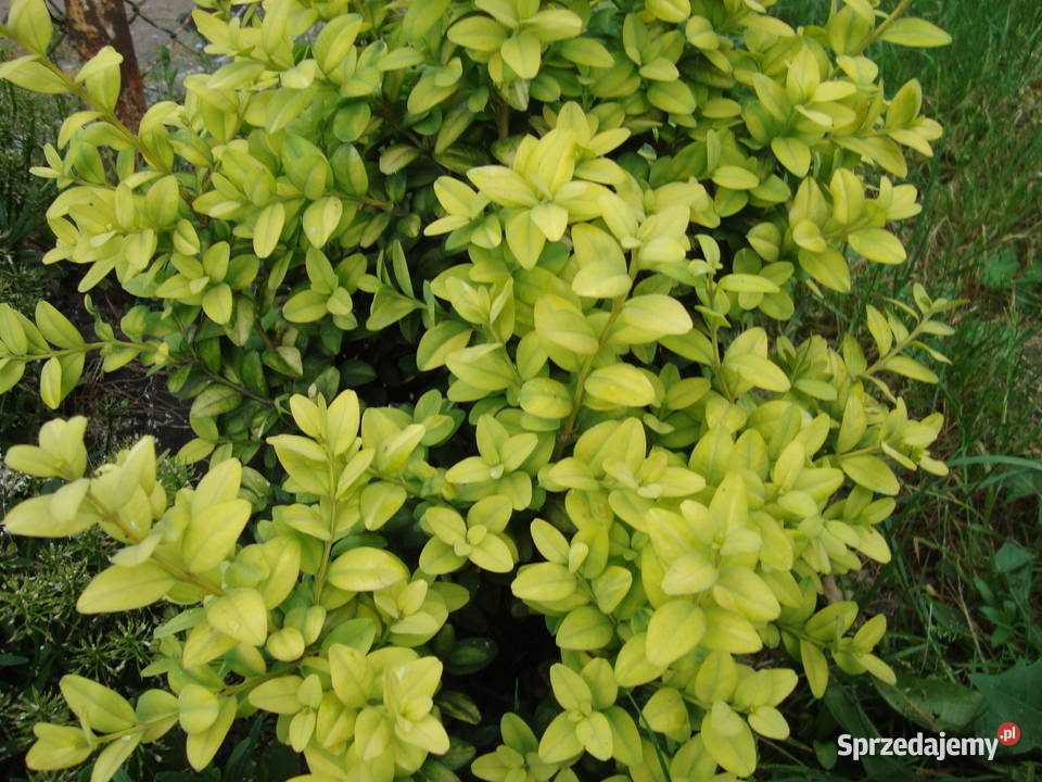 Trzmielina na pniu różne kolory i wysokości Sośnica sprzedam