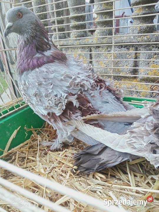 Gołębie loczki Lokowane Para