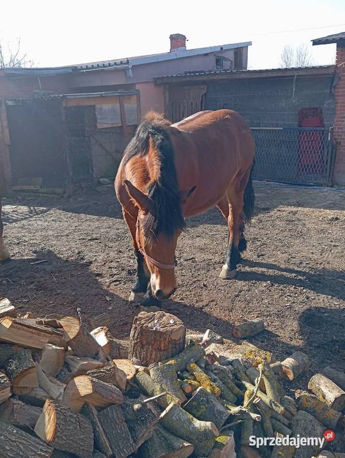 Klacze zimnokrwiste Konie Annopol sprzedam