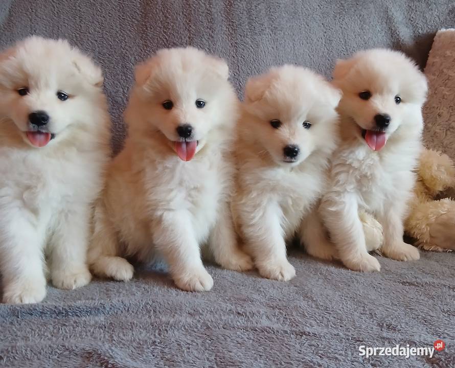 Samoyed Samojed szczenięta Pozostałe kujawsko-pomorskie Toruń