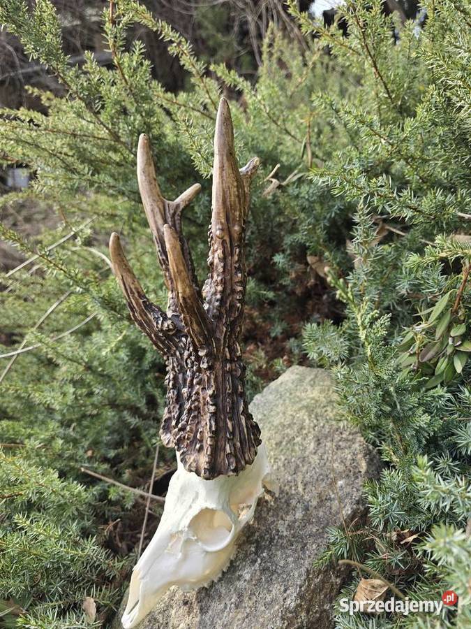 AKTUALNY VCE REKORD ŚWIATA 2006r DORSET CIC Orzesze