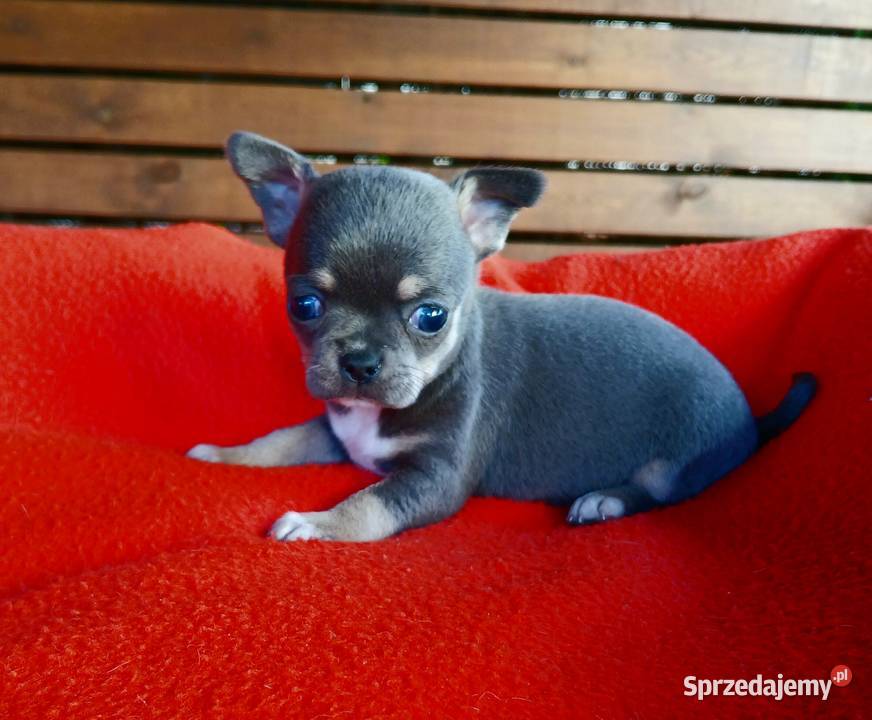 Piękne suczki chihuahua mazowieckie Płock