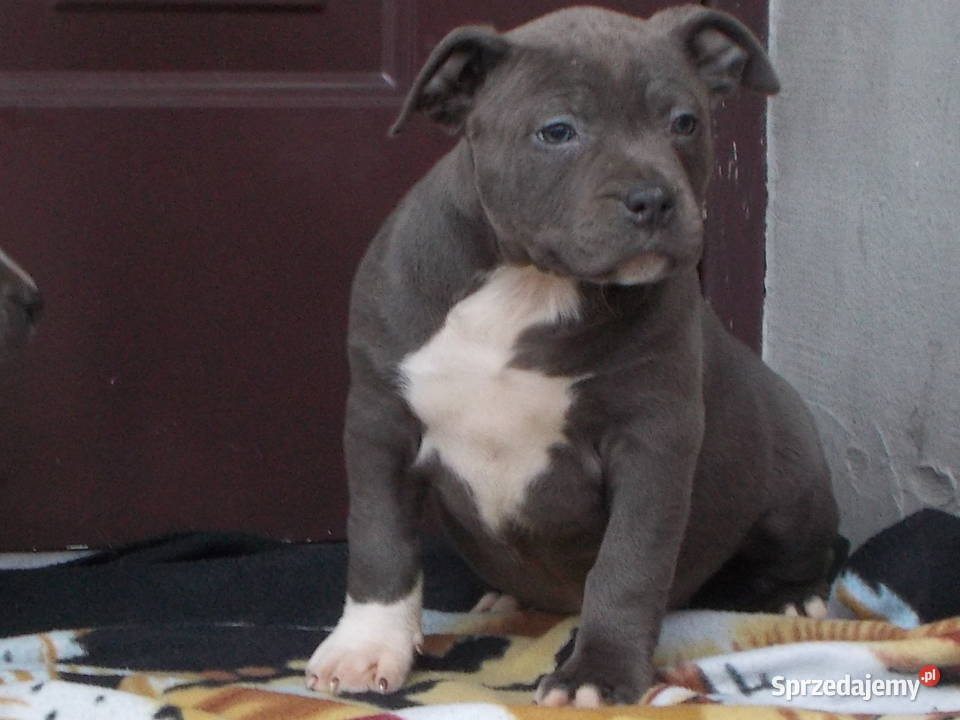 AmstaffBlue Suczki Amstaff Płock