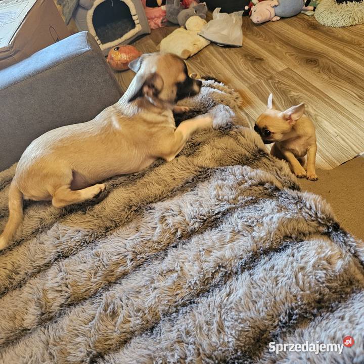 Chihuahua Exclusiv Piękny Mądry Jedyny taki Kołobrzeg
