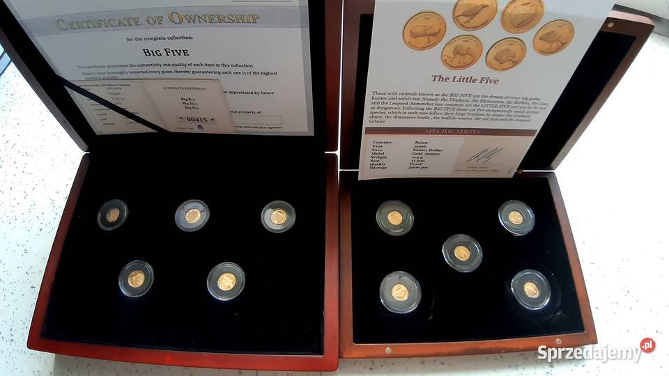 Najmniejsze BIG Five Little Five ZŁOTO Kędzierzyn-Koźle