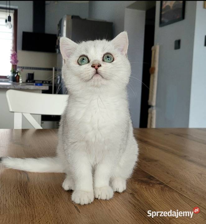 Brytyjskie srebrne srebrne pointy lubuskie Zielona Góra