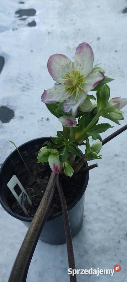 Ciemiernik Roses Dark Picotee opolskie Opole