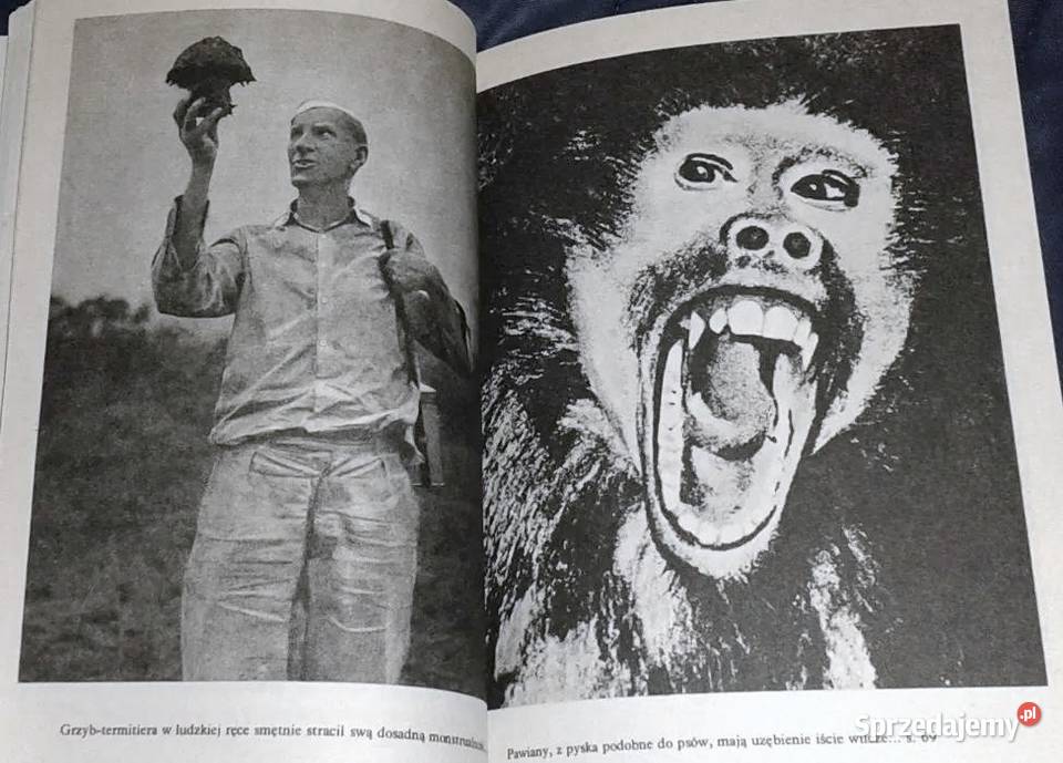 Nowa przygoda Gwinea Arkady Fiedler miękka