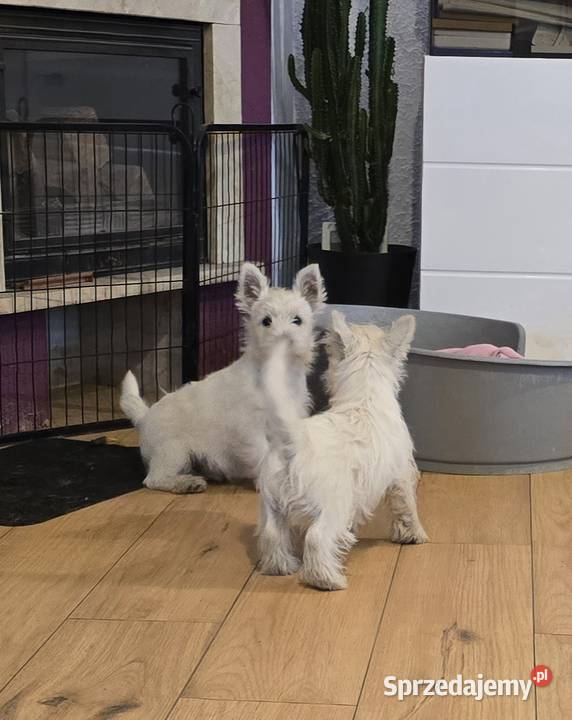 West highland white terrier westi zkwp FCI Piątkowisko