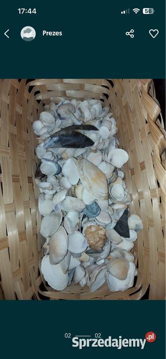 Muszelki łódzkie Radomsko sprzedam