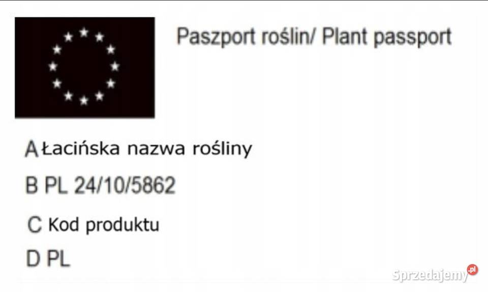 P11 AMORFA INDYGOWIEC MIODODAJNA AMORPHA śląskie Miedźna