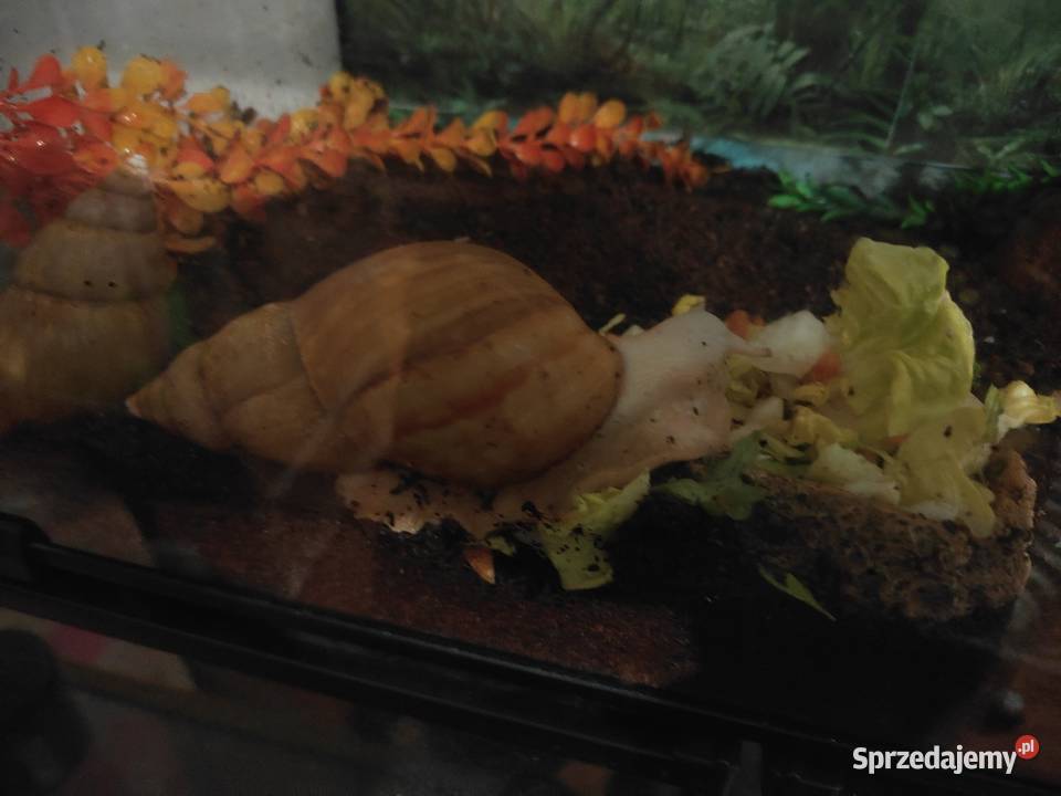 Dwa ślimaki afrykańskie Szczecin