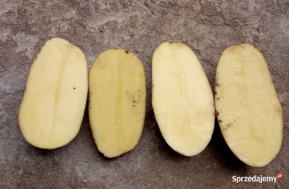 Ziemniaki jadalne Strzałkowa