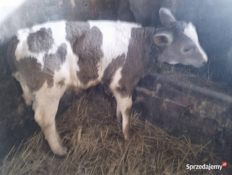 krowa z cielęciem świętokrzyskie Baranów sprzedam