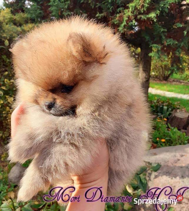 Pomeranian FCI szpic miniaturowy sprzedam