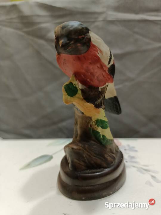 Ptak ptaszek BUBUFINCH lubelskie Zamość sprzedam