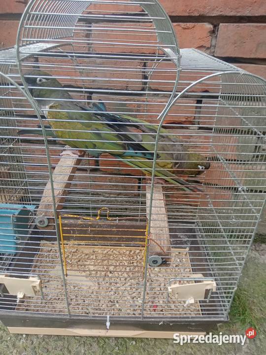 Patagonki Wawrzeńczyce