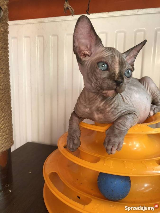 Śliczna Śmiała Dziewczynka Rakija Wwa Katowice Warszawa