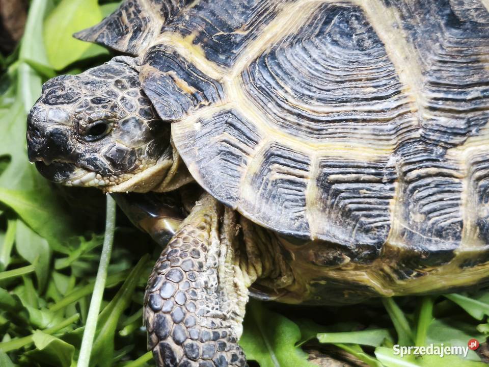 Żółw stepowy Testudo horsfieldii zdrowy z Wałbrzych