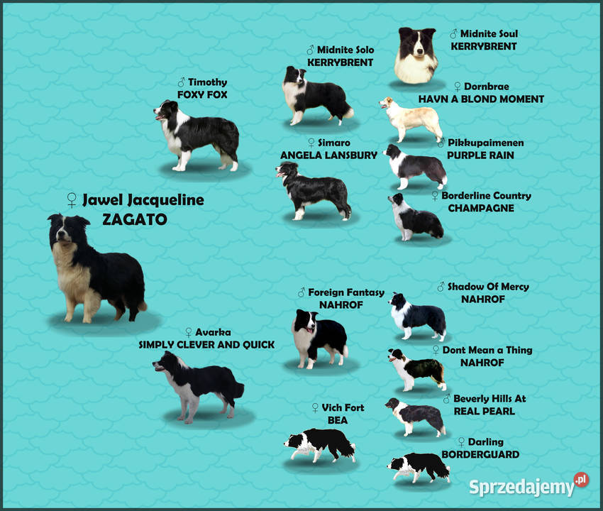 Rasowy pies bluemerle Border Collie z pełną dok Iwonicz