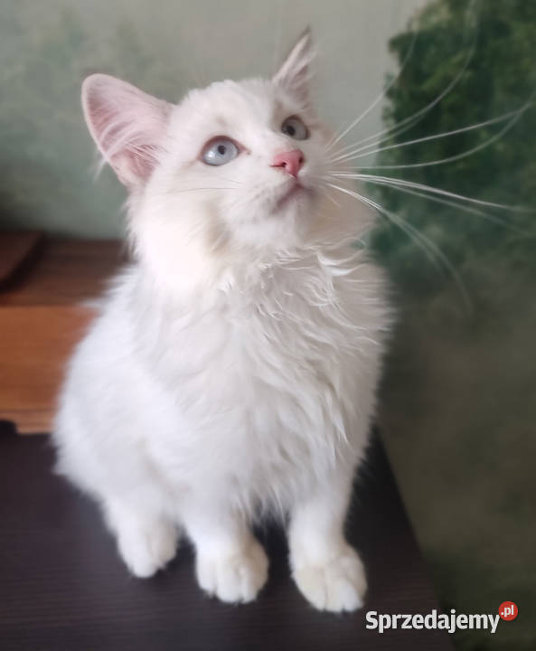 Wally Dumka cudowny kocurek neva masquerade mazowieckie