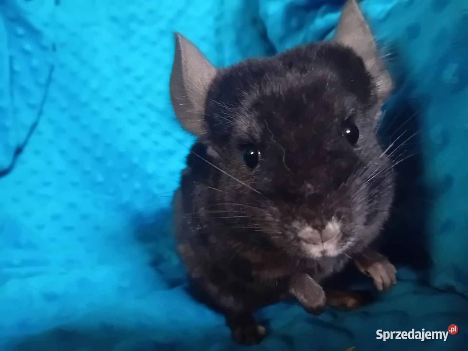 Szynszyla Medium Ebony Dark samiczki małopolskie