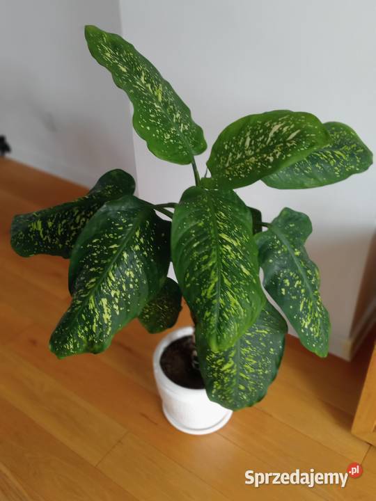 Kwiatek zielony Difenbachia Iwaniska