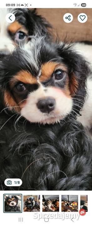 Cavalier king charls spaniel Cavalier King Charles Spaniel Janki