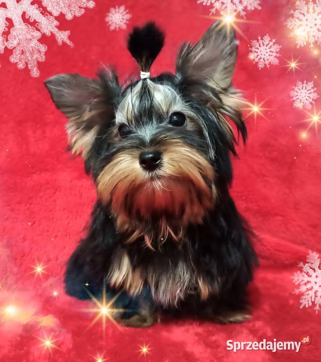 Piękny York Do odbioru Kraj i Zagranica RODOWÓD Opole sprzedam