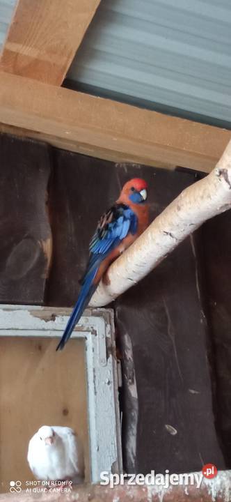 Do sprzedania papugi faliste