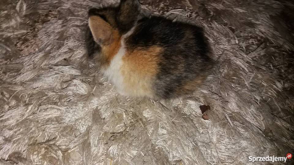 Króliki miniaturki rex łódzkie Łódź sprzedam