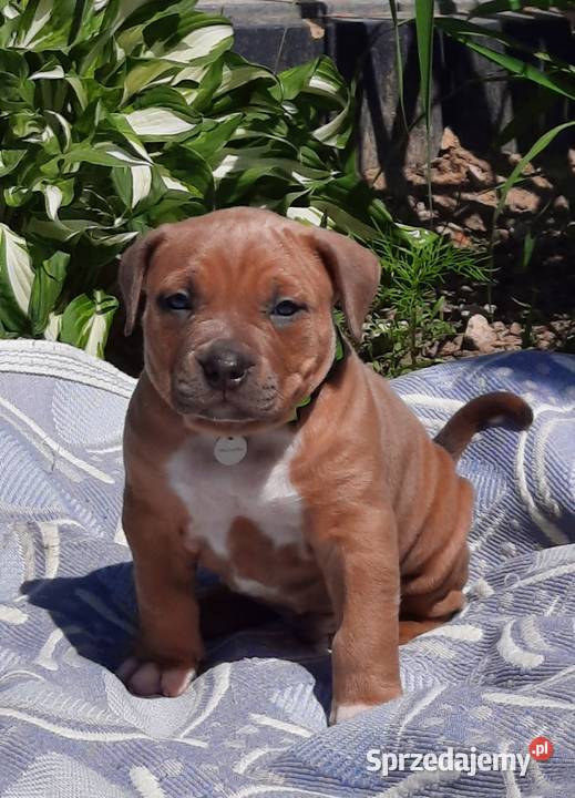 Amstaff LILIOWE Lilak i Błękitne mocne Dęblin