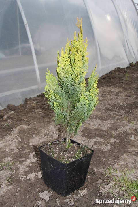 Tuja szmaragd lawson kórnik Sadzonki 304060 Smardy Górne