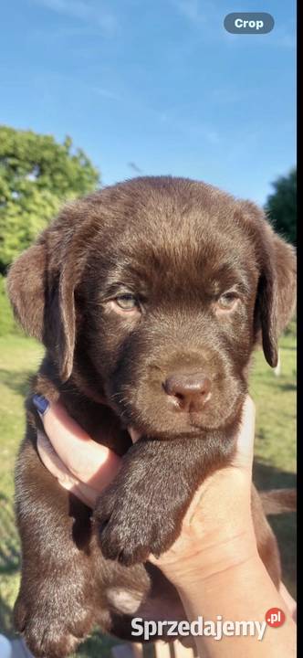 Labrador Czekoladowy suczka Piekary
