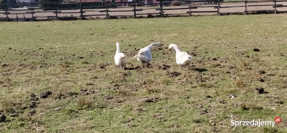Gęsi białe 2025 sprzedam