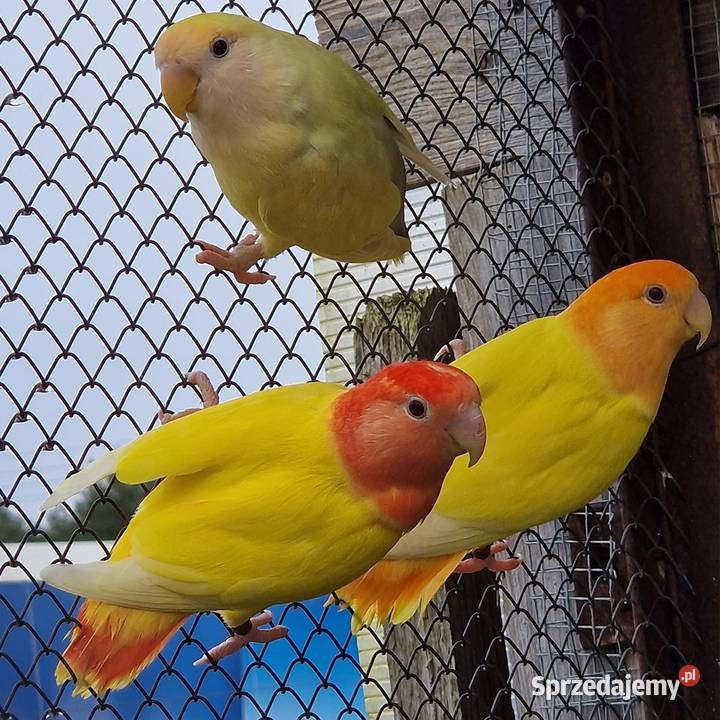 Nierozłączka czerwonoczelna młoda do oswojenia i Wrocław