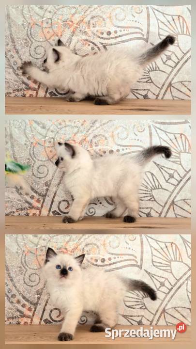 Ragdoll 8cio tygodniowe cudo Siedlce