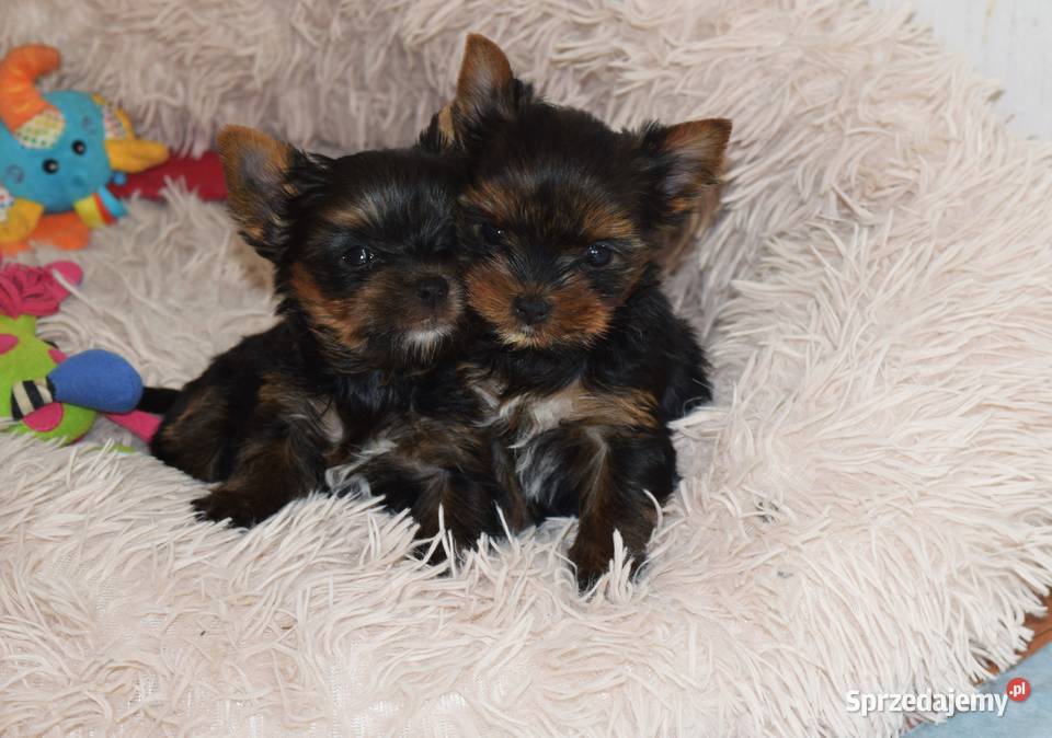 suczka york czteropokoleniowy rodowód Psy Łapy