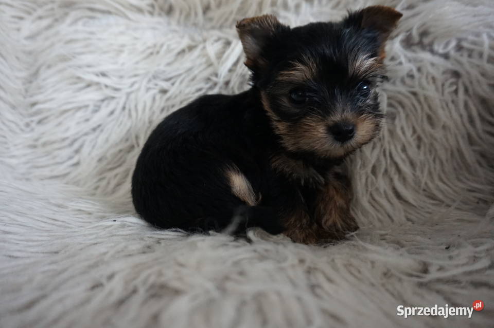 Piesek Yorkshire Terrier Skomielna Biała