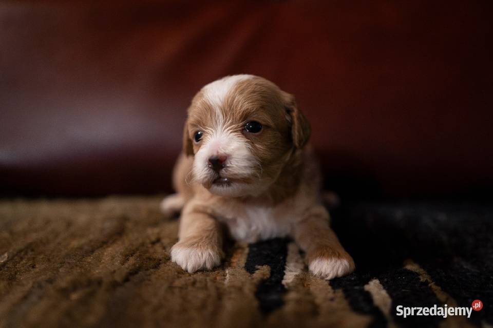 Maltipoo szczeniaki F1