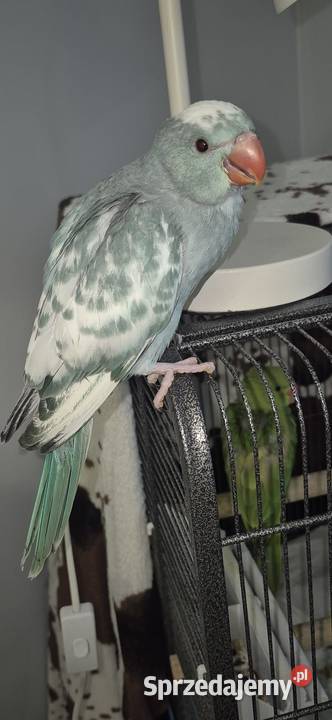 Aleksandrietta obrozna recznie karmiona śląskie Mysłowice