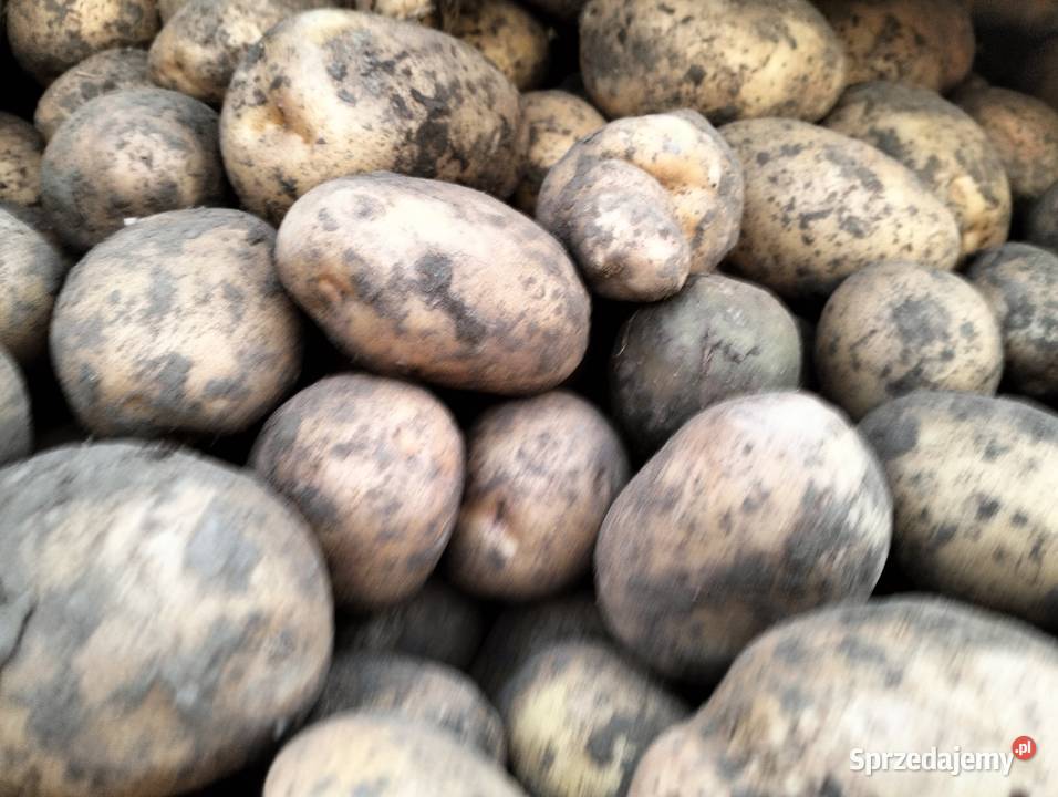Sprzedam ziemniaki małopolskie