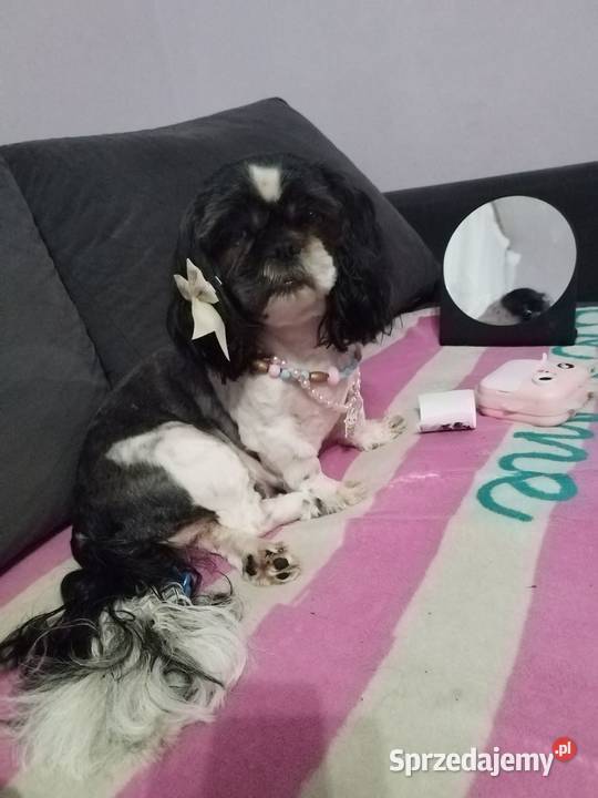 szczeniaki shih tzu Shih Tzu kujawsko-pomorskie