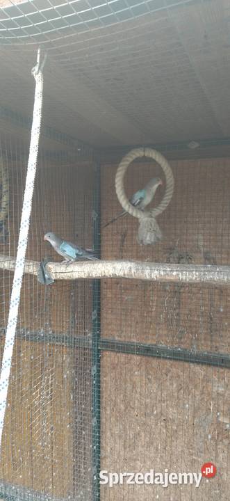 Księżniczka Wspaniała Walii sprzedam